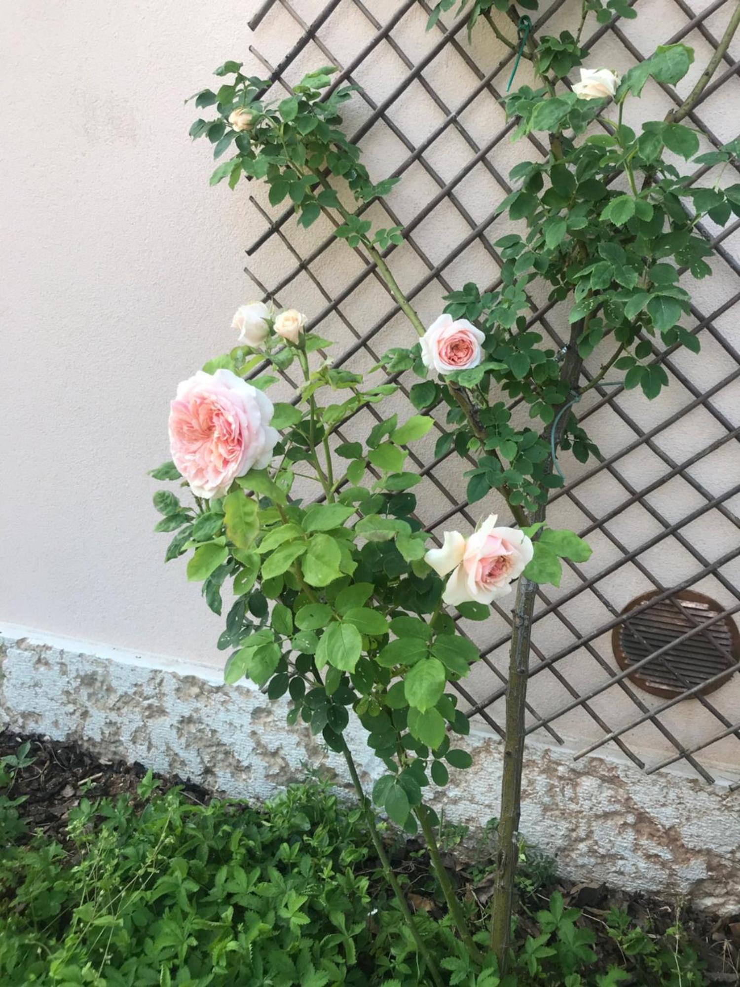 Una Casa Di Campagna 多索博诺 外观 照片